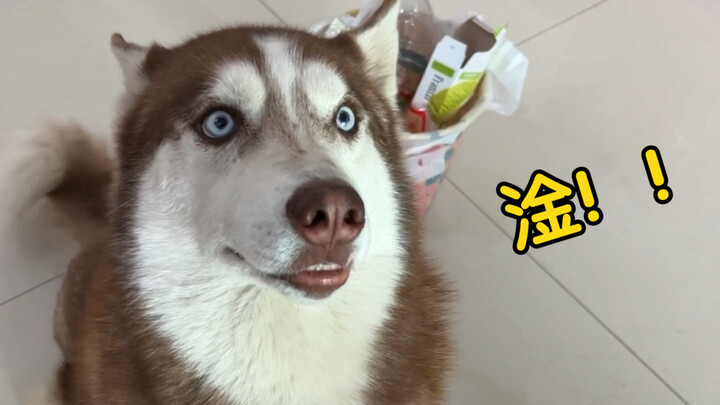 Chó Husky: Từ vui vẻ đến tuyệt vọng, chỉ cần vài giây!