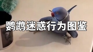 Illustrated Guide to Confusing Parrot Behaviors
