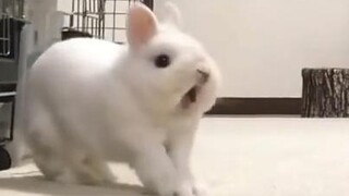 Bunny: I’m going to eat you, ahh ...
