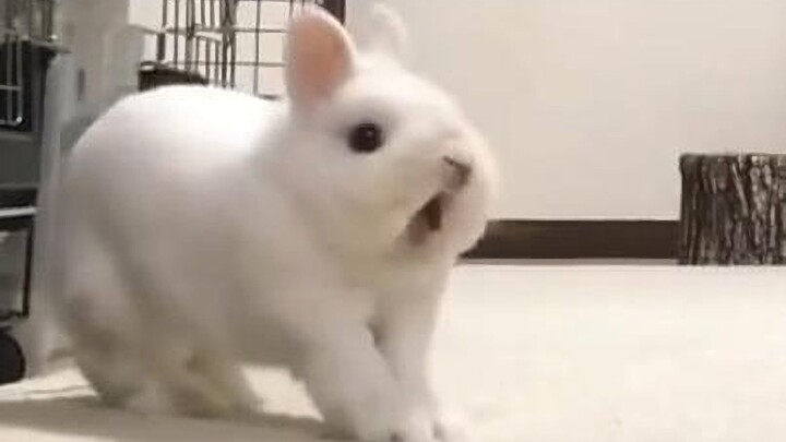 Bunny: Tôi sẽ ăn cậu, ahh ...