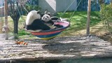 [Hewan] Momen lucu panda bermain santai