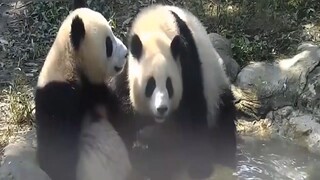 Top Loài Động Vật Có Kiểu Trịch Quái Dị Nhất Trên Thế Giới #doisong