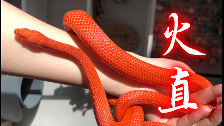 【Corn Snake】You absolutely have to check out this fiery morph!