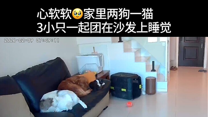 Have you ever seen cats and dogs sleeping side by side? Cute as can be! What a heartwarming scene—un