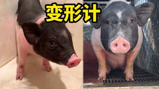 I have raised the mini pet pig for 8 months. How is it now?