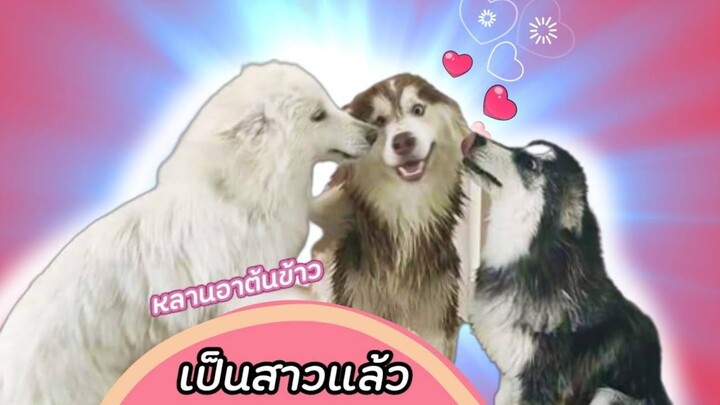 คลิปเด็ดมาแล้ว!! อาต้นข้าวเอ็นดูหลานสาวมากกก มากจนเก็บอาการไม่อยู่เลยคร้าบ😁