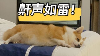 That Corgi whose snoring sounds like thunder is at it again—absolutely unstoppable!