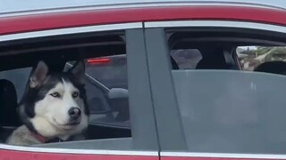 Dog: Are you a college student? Are you polite?