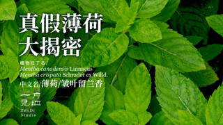 Do you usually eat mint? Why do you feel cool when eating mint?