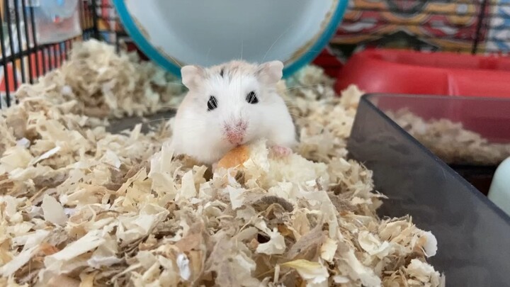 Hamster. New food arrived.