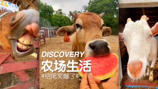 DISCOVERY ｜ 农场生活