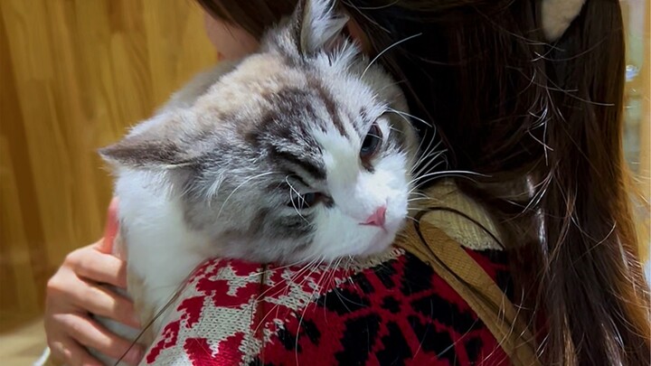 这个猫咪有点暖