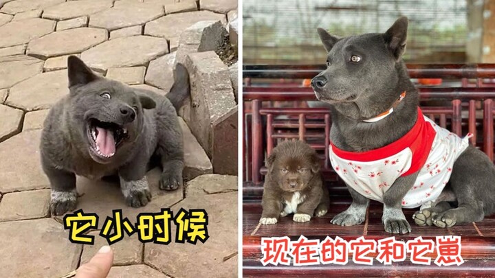 Mèo Anh lông ngắn màu xanh có con rồi! Biểu cảm meme đã có người kế thừa
