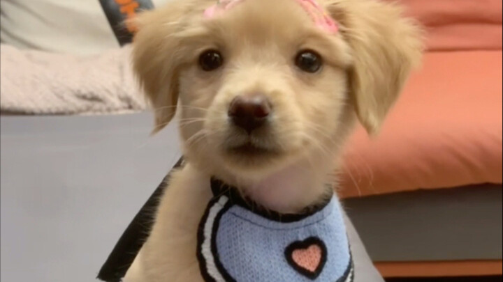 Hit the “lottery gene” of the golden retriever mix
