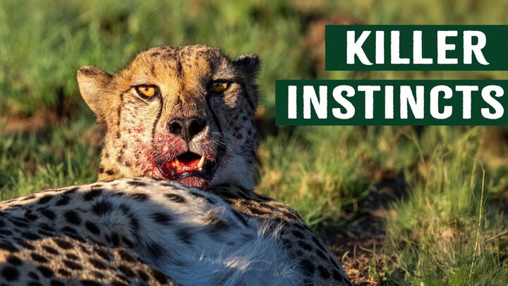 MAGICAL NAMIBIA  The Amazing Wildlife of Namibia Full Documentary (1080P_HD)