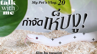 My Pet’s Vlog20 🐍👾เล่าประสบการณ์ กำจัด”เห็บงู!” ballpython Talk with Me