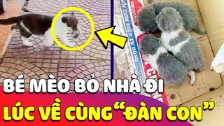 Bé Mèo 'BỎ ĐI CẢ TUẦN' bất ngờ trở về cùng 'ĐÀN MÈO CON ĐẸP XĨU' làm Sen mừng rớt nước mắt 😍 Gâu Đần