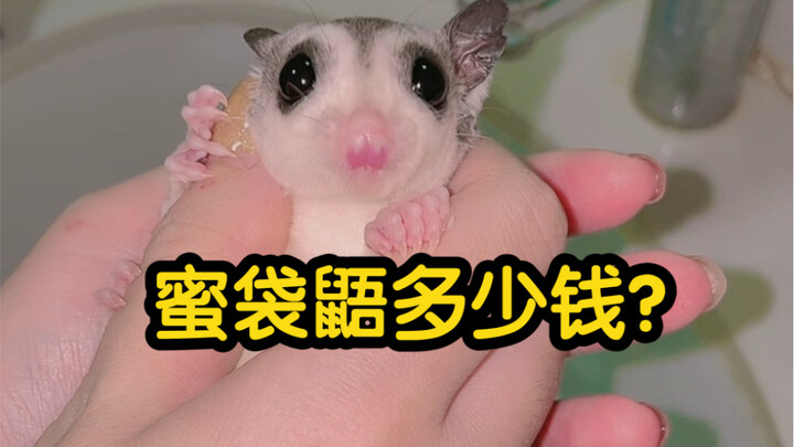 How much do sugar gliders cost? This time the answer is very clear—please don’t ask me again!