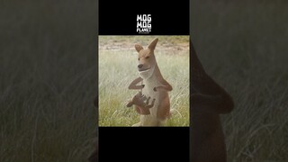 [Attention]Children Always Want Attention - The Struggle of Kangaroo Parent and Child