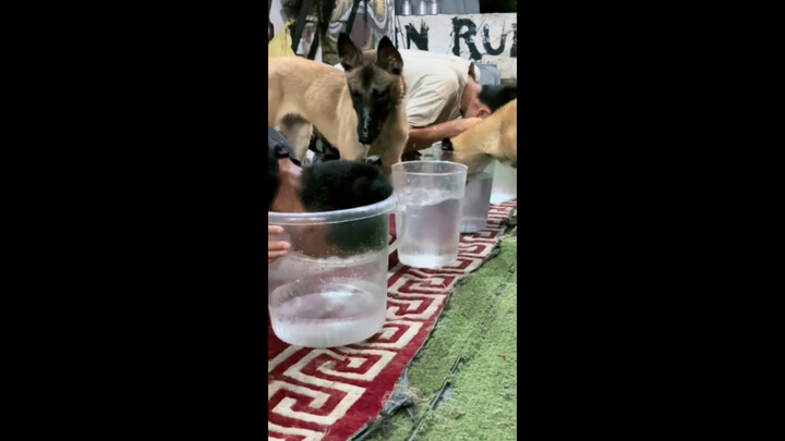 “หลังจากเจ้าตูบยืนยันซ้ำแล้วซ้ำเล่า ก็พบว่า主人กำลังโกง!”