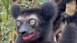 马达加斯加大狐猴的叫声 就像一只被挤压的泄气皮球