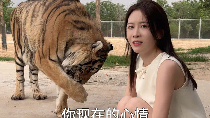 ตั้งแต่วันนี้เป็นต้นไป ฉันก็มีเสือของตัวเองแล้วนะ～