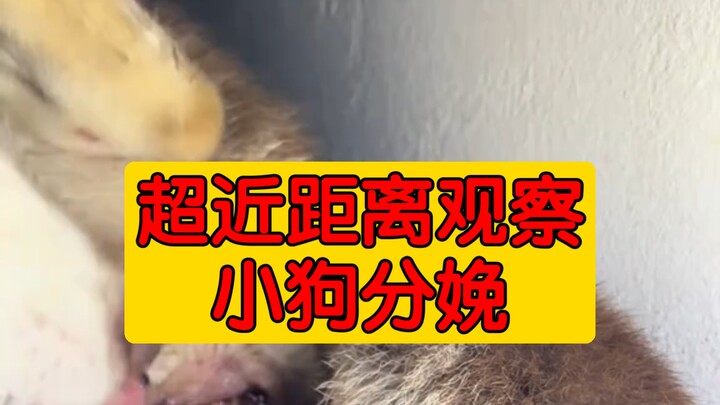 Quan sát cận cảnh quá trình sinh nở của cún con