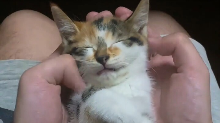 The first time I’ve seen a little kitten pretend to sleep