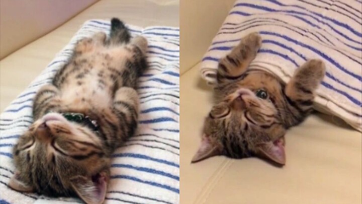 Kucing Munchkin kecil tidur nyenyak sekali, meski tuannya membelainya pun ia tidak bangun, sangat me