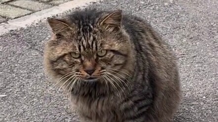 Meow, even though I look tough on the outside, deep down I’m just a cute girl!