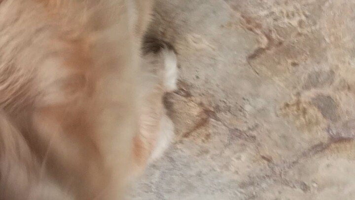 good boy