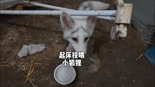 小狐狸，你好......