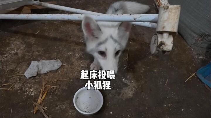 小狐狸，你好......