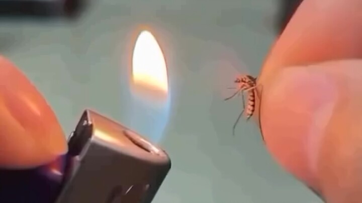 “Angry Video from the Mosquito Protection Organization”