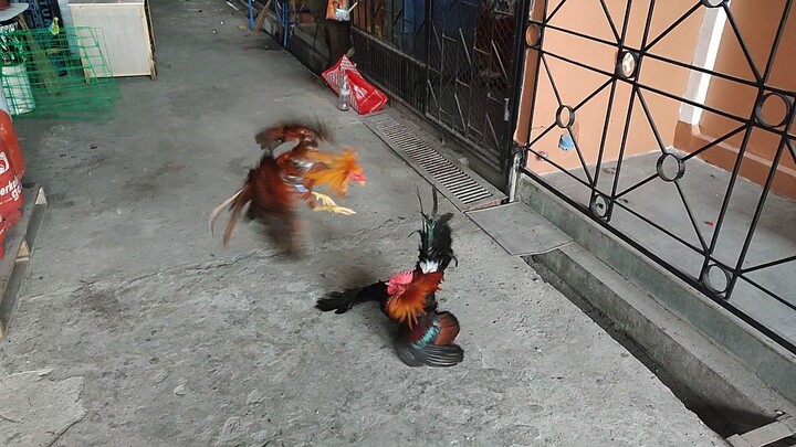 1st spar ng ating mga alaga