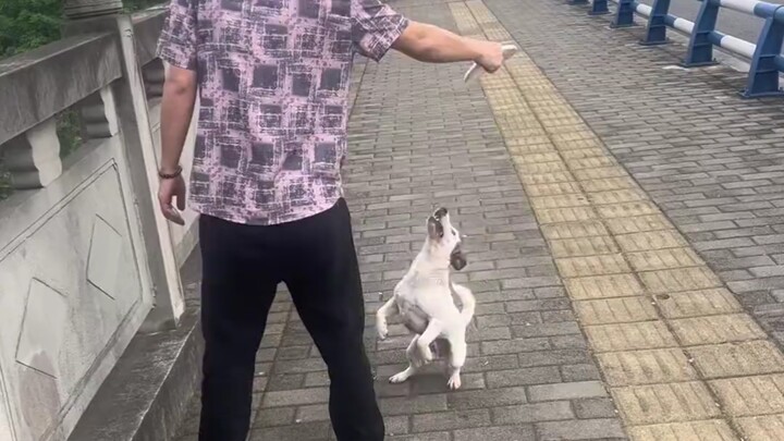 Chú chó du hành! Tràn đầy năng lượng, ngày nào cũng phải vận động thôi!