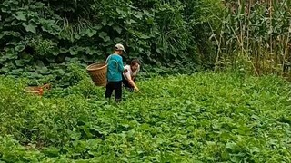 这个夏天在我们农村真的太幸福了，地里面的瓜果蔬菜完全都吃不完…