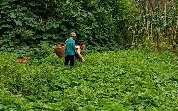 这个夏天在我们农村真的太幸福了，地里面的瓜果蔬菜完全都吃不完…