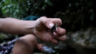 berburu kepiting batu