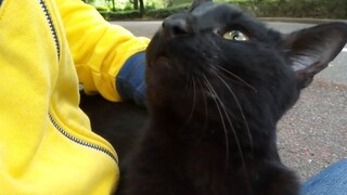 Animals|A Stray Cat Who Can't Stop Talking