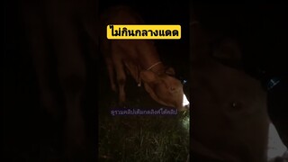 ^ดูรวมคลิปเต็มกดลิงค์ด้านบนจ้า^ เดี๋ยวกินเสร็จจะไปกรีดยางต่อ