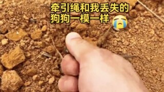 丢了三年的狗终于找到啦😭