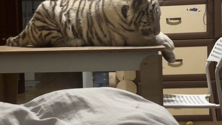 How does the kitten sleep on the table?