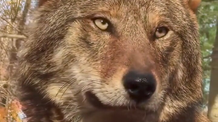 Do these wolves bite people?