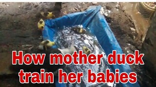 How Mother Duck train her babies in DYI pool