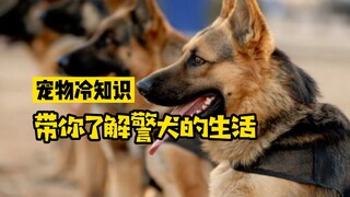 宠物冷知识：警犬知道自己是警犬吗？