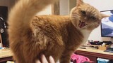 [Động vật]Âm thanh khàn khàn độc đáo của mèo nhà tôi