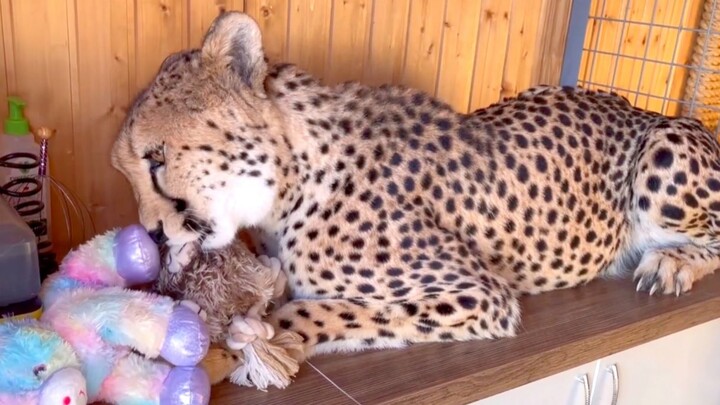 As expected, a true lady! Turns out female cheetahs love plush toys too.