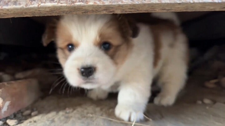 That little “puppy” on the construction site is so chubby and adorable!