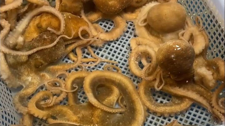 Con bạch tuộc lúc nào cũng bị các anh em “nã đầu” rốt cuộc có cấu tạo như thế nào?